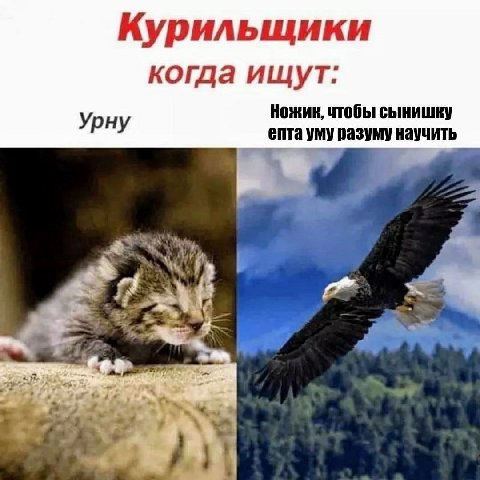 Курильщики когда ищут: Ножик, чтобы сынишку ну епта уму разуму научить 7