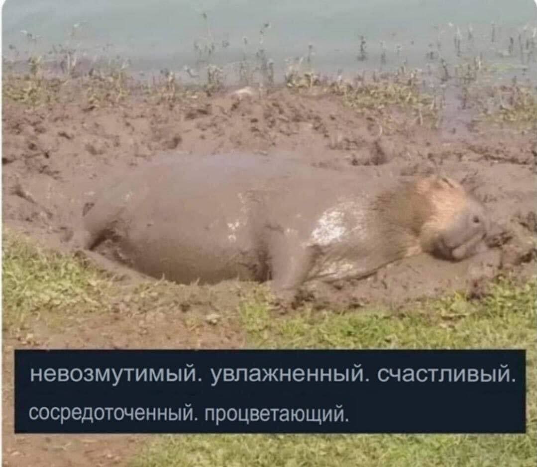 невозмутимый. увлажненный. счастливый. сосредоточенный. процветающий.
