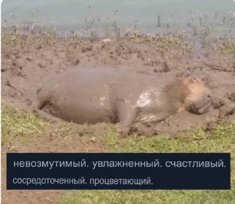 невозмутимый. увлажненный. счастливый. сосредоточенный. процветающий.