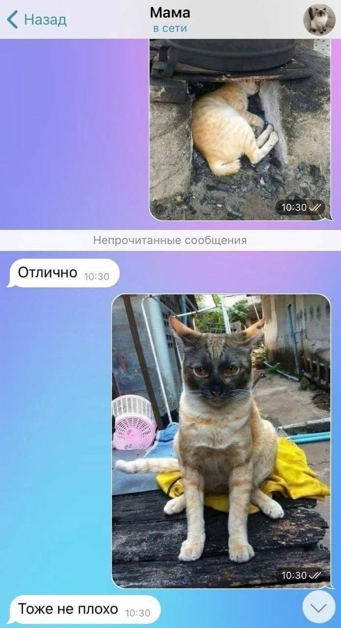 Мама Назад в сети 7 у 3 Я Непрочитанные сообщения Отлично is в 3 a Fas 10:30 Тоже не плохо