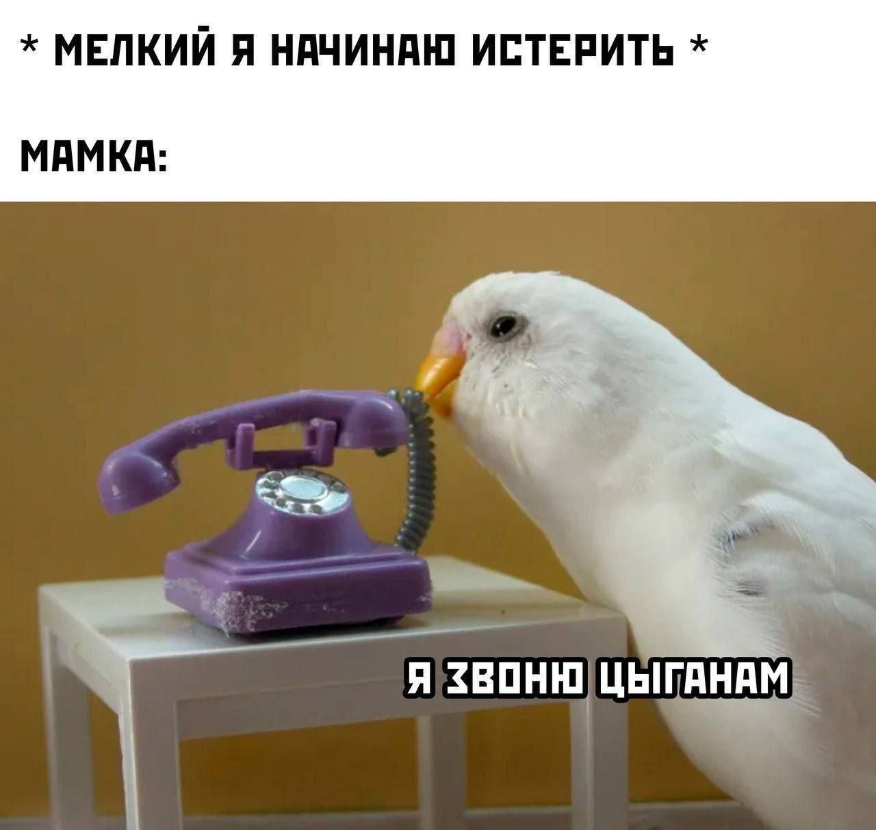 МЕЛКИЙ Я НАЧИНАЮ ИСТЕРИТЬ МАМКА: a Я ЦЫГАНАМ