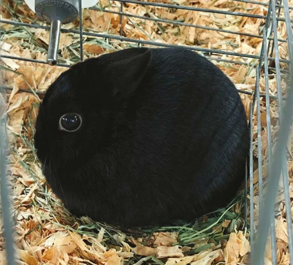 A 4