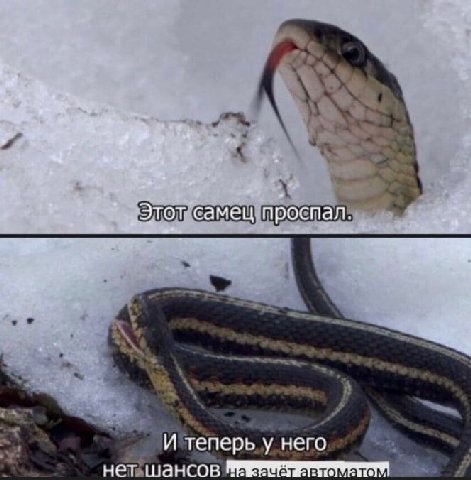 ‚Этот самец проспал. И теперь у него нет шансов