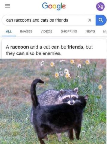 Google can raccoons and cats be friends `В ALL IMAGES VIDEOS SHOPPING NEWS A raccoon and can be friends, but they can also be enemies. 4