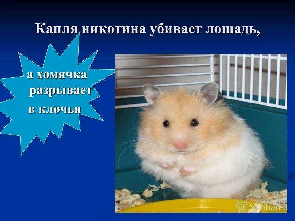 Капля никотина убивает лошадь, а хомячка разрывает в клочья