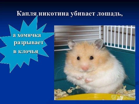 Капля никотина убивает лошадь, а хомячка разрывает в клочья