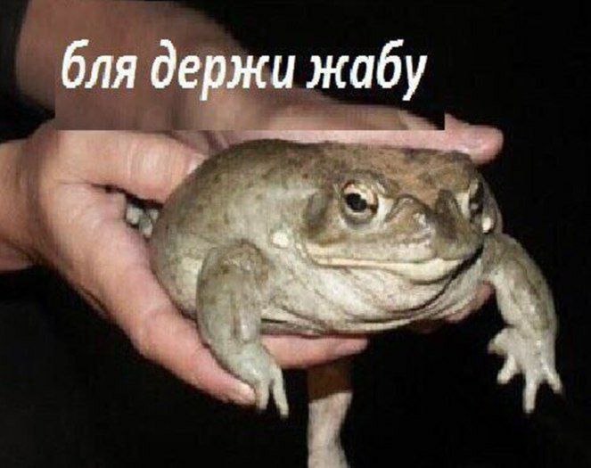 бля держи жабу