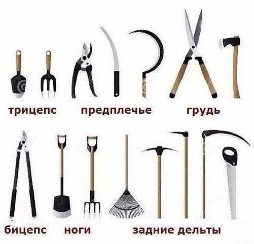 трицепс предплечье грудь МИТ бицепс ноги задние дельты