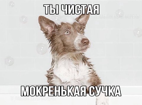 МОКР СУЧКА