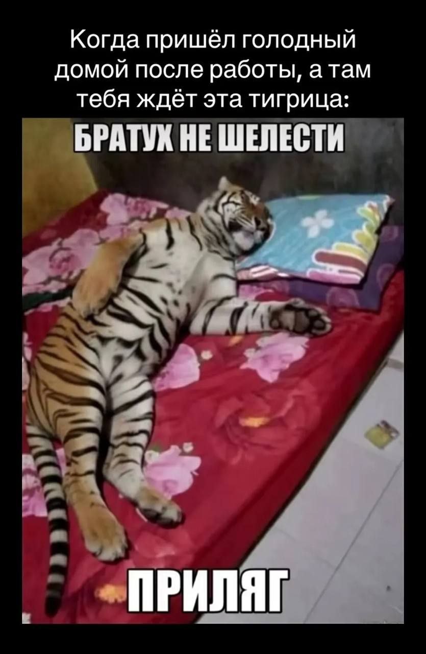 Когда пришёл голодный домой после работы, атам тебя ждёт эта тигрица: БРАТУХ НЕ ШЕЛЕСТИ ПРИЛЯГ