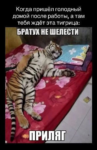 Когда пришёл голодный домой после работы, атам тебя ждёт эта тигрица: БРАТУХ НЕ ШЕЛЕСТИ ПРИЛЯГ
