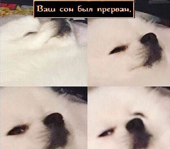Baw Baw прерван.