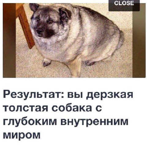 CLOSE Результат: вы дерзкая толстая собака с глубоким внутренним миром