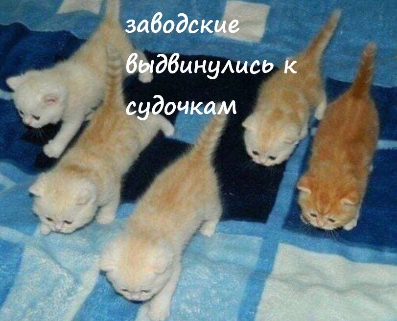 заводские выдвинулись к судочкам 2