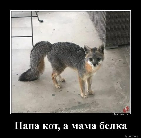 Папа кот, а мама белка