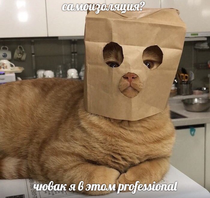 чювак я 6 этом profes.