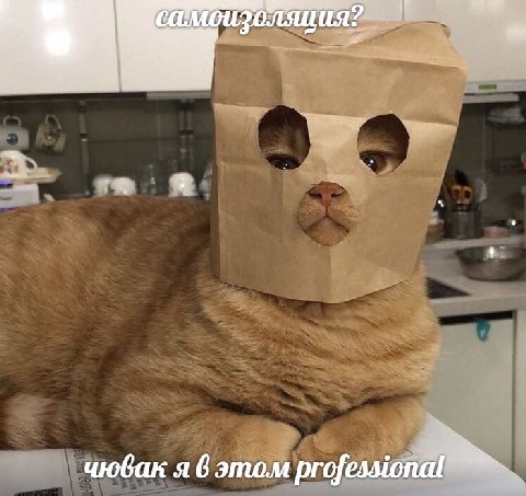 чювак я 6 этом profes.