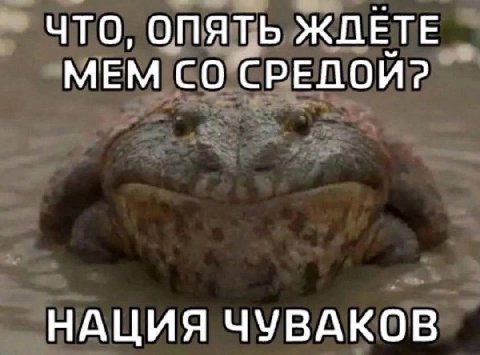 ЧТО, ОПЯТЬ ЖДЕТЕ МЕМ СРЕДОЙ? НАЦИЯ ЧУВАКОВ