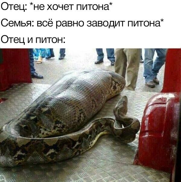 Отец; “HE хочет питона* Семья: всё равно заводит питона* Отец и питон: 9