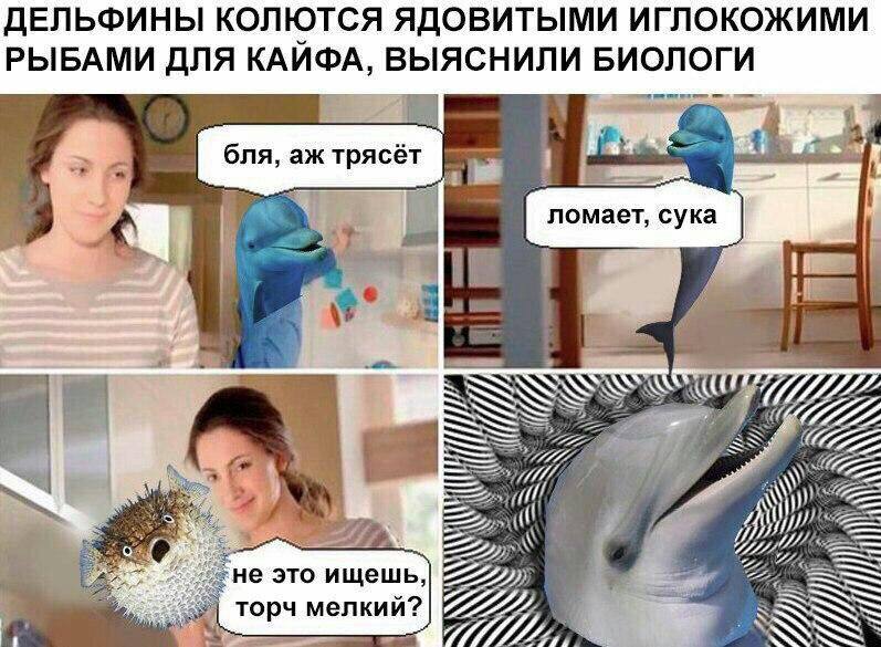 ДЕЛЬФИНЫ КОЛЮТСЯ ЯДОВИТЫМИ ИГЛОКОЖИМИ РЫБАМИ ДЛЯ КАЙФА, БИОЛОГИ бля, трясёт ломает, сука 4 We не это ищешь, торч мелкий? 7