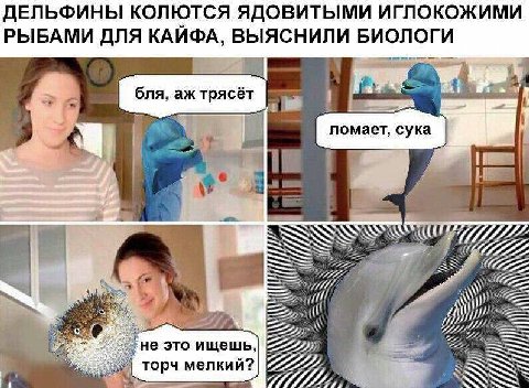 ДЕЛЬФИНЫ КОЛЮТСЯ ЯДОВИТЫМИ ИГЛОКОЖИМИ РЫБАМИ ДЛЯ КАЙФА, БИОЛОГИ бля, трясёт ломает, сука 4 We не это ищешь, торч мелкий? 7