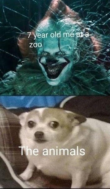 7 year old ZOO animals