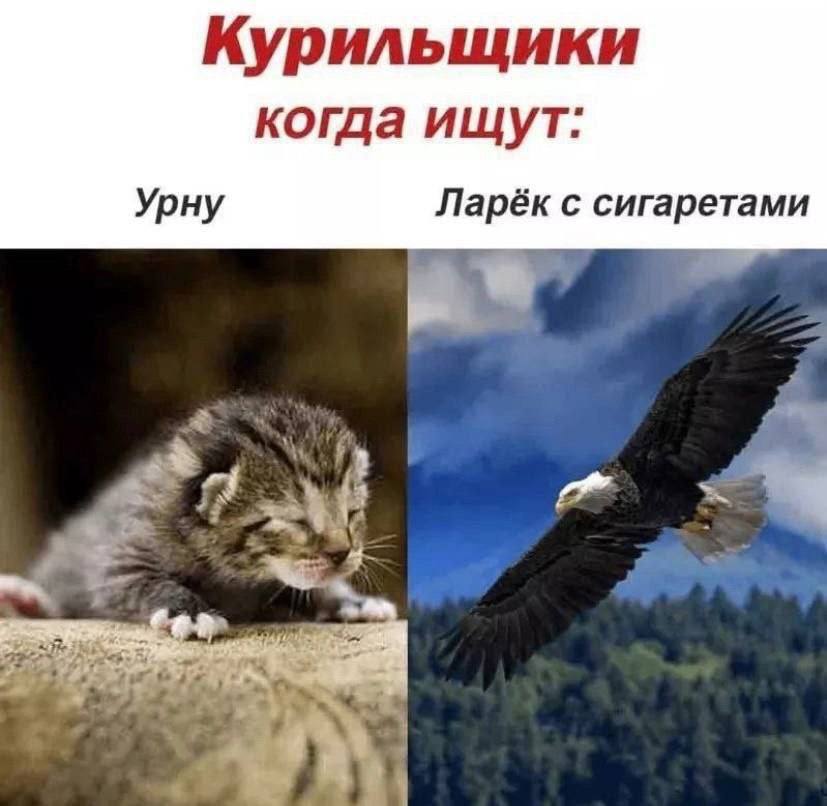 Курильщики когда ищут. Урну Ларёк с сигаретами у.