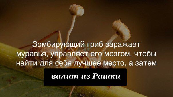 Зомбирующий гриб заражает муравья, управляет его мозгом, чтобы найти для себя лучшее место, а затем валит из Рашки