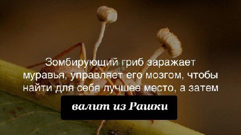 Зомбирующий гриб заражает муравья, управляет его мозгом, чтобы найти для себя лучшее место, а затем валит из Рашки