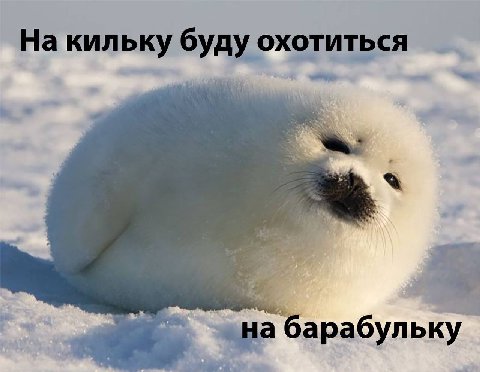 На кильку буду охотиться барабульку