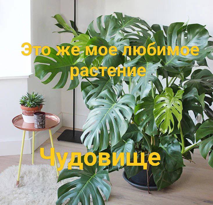 as У, 9 И С A 274 1 Vee 4 a RING 4 у 7 A we a у