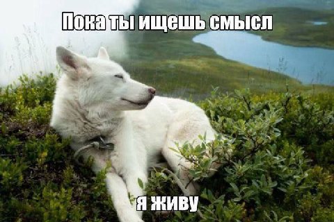 ищешь смысл Я ЖИВУ
