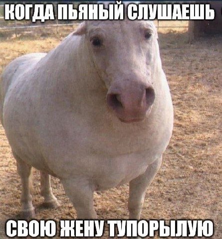 КОГДА ПЬЯНЫЙ СЛУШАЕШЬ 4 СВОЮ ЖЕНУ ТУПОРЫЛУЮ