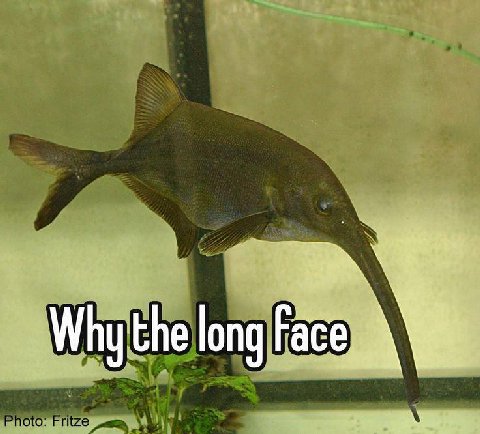 Why the long