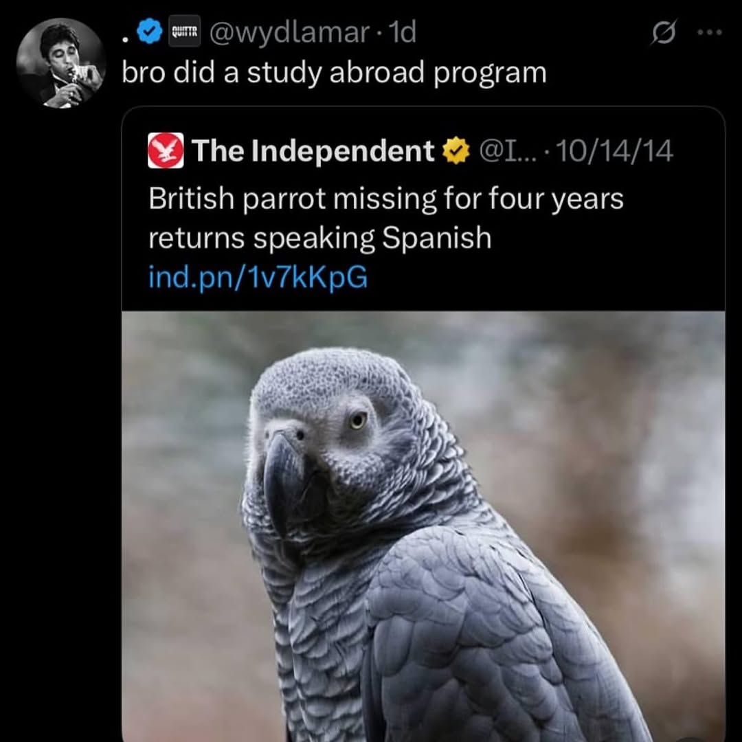 bro did a study abroad program The Independent British parrot missing for four years returns speaking Spanish у