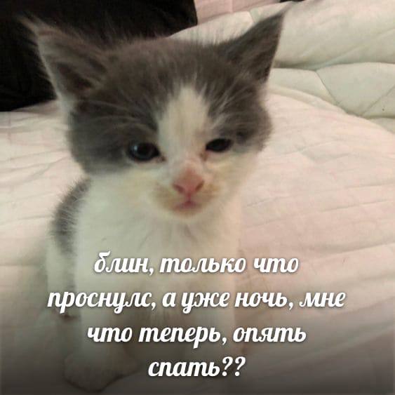 блин, только что проснулс, а уже ночь, мне что теперь, опять спать??