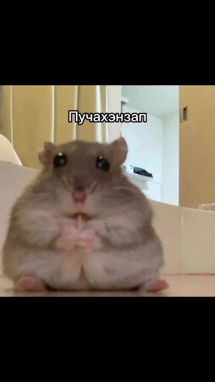 Неунывай iw beste и НОНО ААС А Пучахэнзатиий Пыне/дурак- 'Еврибади