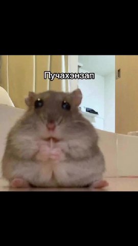 Неунывай iw beste и НОНО ААС А Пучахэнзатиий Пыне/дурак- 'Еврибади