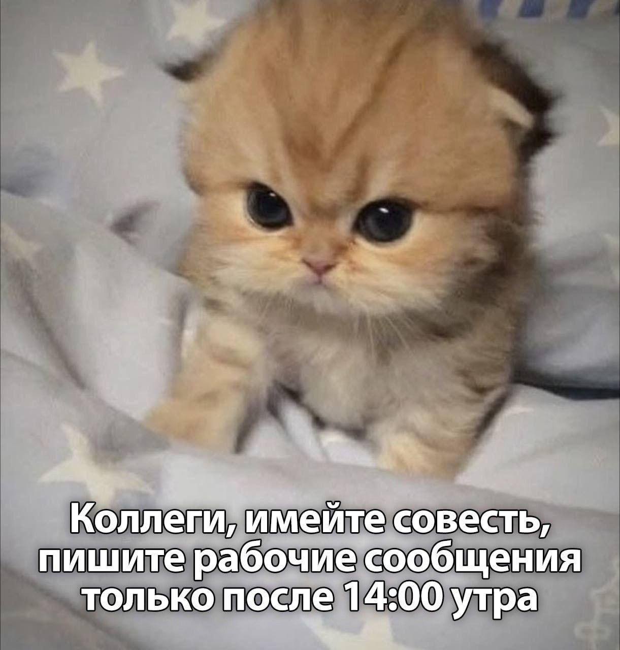 Коллеги, имейте совесть, пишите рабочие сообщения только после 14:00 утра