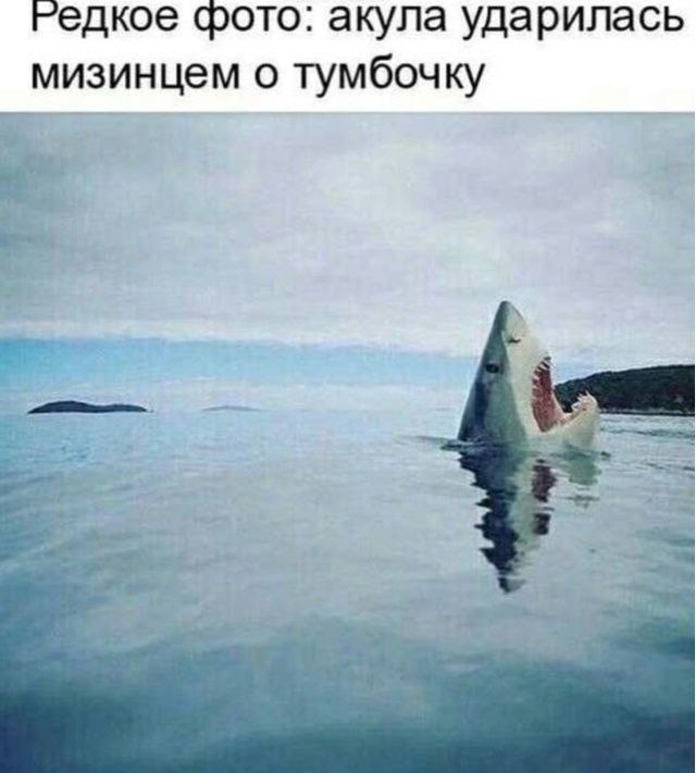 гедкое фото: акула ударилась мизинцем о тумбочку