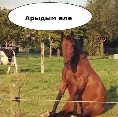 Арыдым one 9