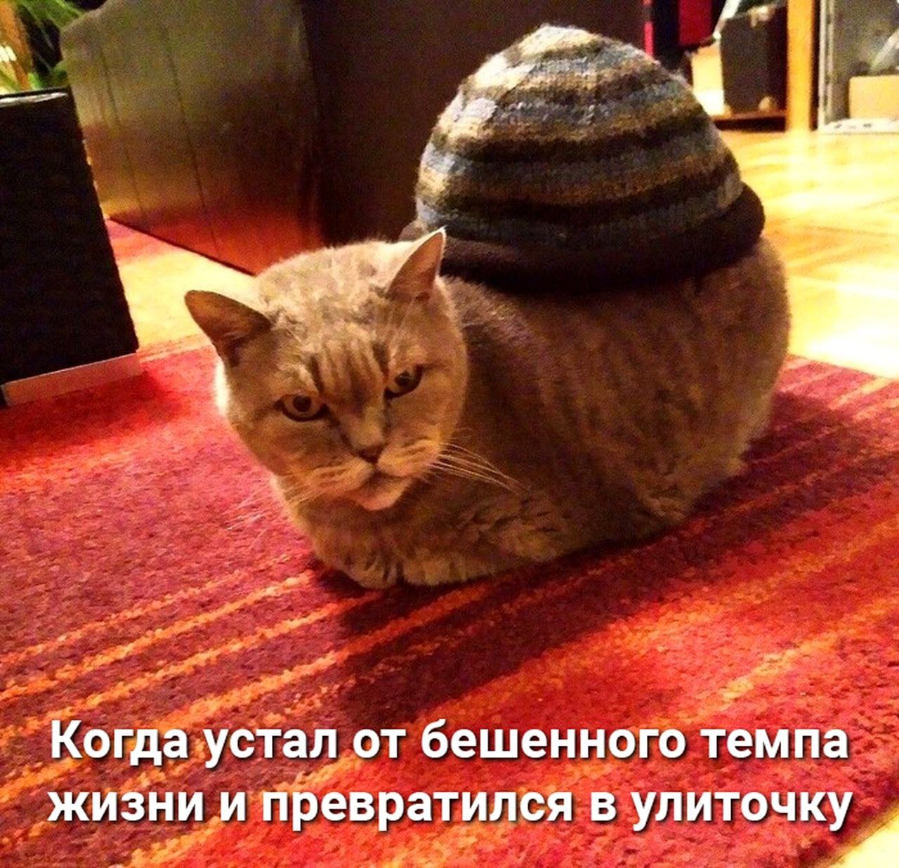 Когда устал бешенного темпа жизни и превратился в улиточку