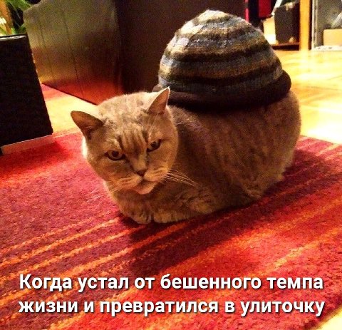 Когда устал бешенного темпа жизни и превратился в улиточку