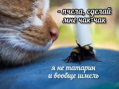 я не татарин и бобдще шмель