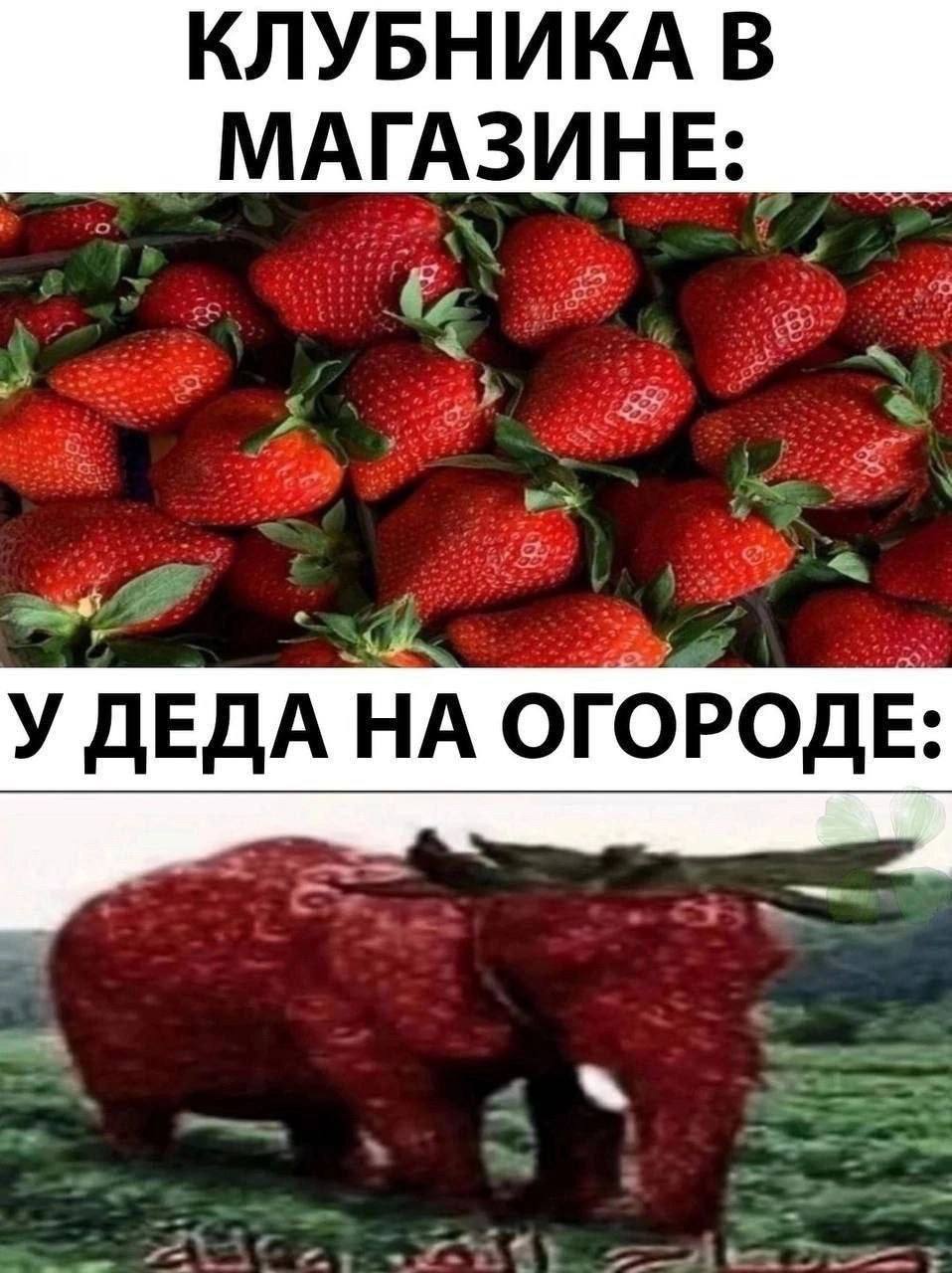 КЛУБНИКА В МАГАЗИНЕ: У ДЕДА НА ОГОРОДЕ: