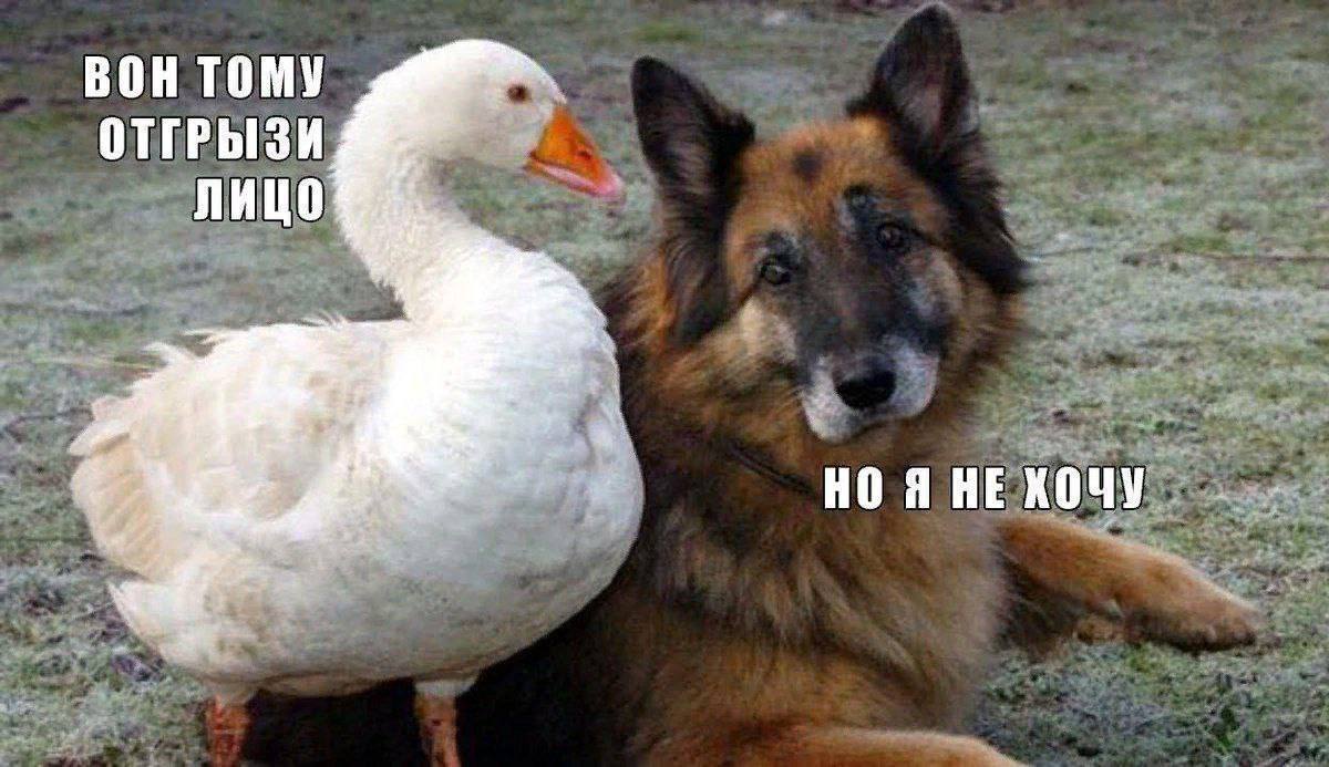 ВОН ТОМУ ОТГРЫЗИ ЛИЦО НО Я НЕ ХОЧУ