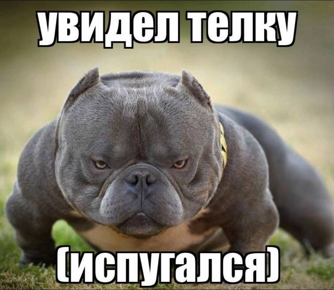 увидел телку (испугался)