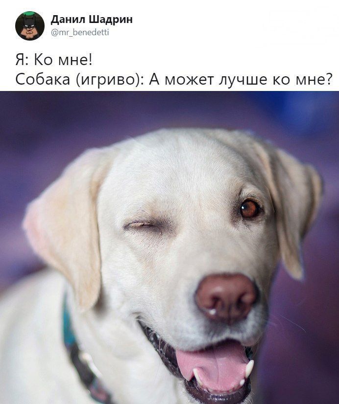 Данил Шадрин @mr_benedetti Я: мне! Собака (игриво): А может лучше мне? 4