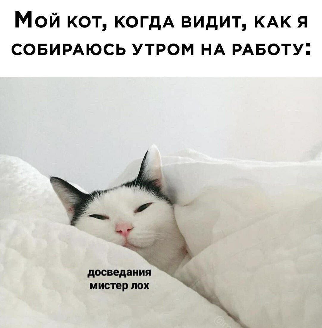 Мой КОТ, КОГДА ВИДИТ, КАК Я СОБИРАЮСЬ УТРОМ НА РАБОТУ. досведания