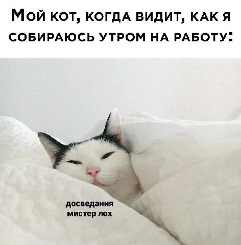 Мой КОТ, КОГДА ВИДИТ, КАК Я СОБИРАЮСЬ УТРОМ НА РАБОТУ. досведания